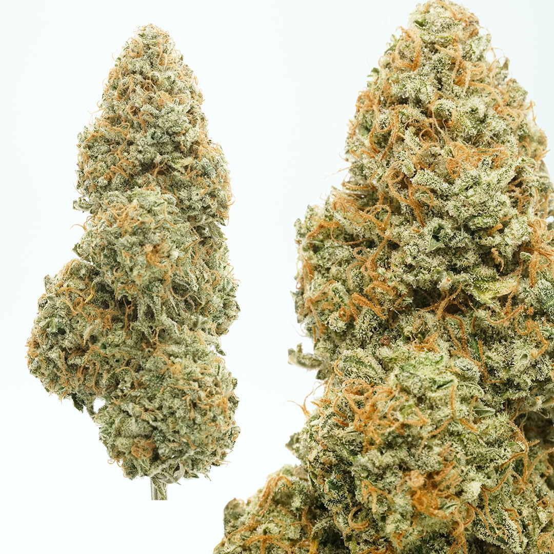 DutchPassion_'s tweet photo. One of the strongest THC-rich autos we've ever seen! 🤩
With a THC percentage of almost 26%, verified by 2 separate labs (with the HPLC method), it goes without saying that Auto Cinderella Jack will provide a very strong high! 😶🌫️
#AutoCinderellaJack #dutchpassion #THC https://t.co/WL4SdwjRSI