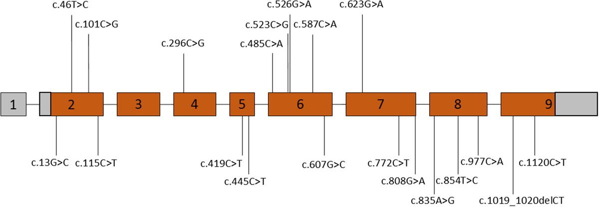 GIMJournal's tweet photo. Interested in learning more about ACTA2-related vasculopathies? This retrospective multicenter study describes #genetic &amp; phenotypic data including risk factors for aortic events #CardioGen https://t.co/S7PgFunSz3 https://t.co/jO0rf8tcvY