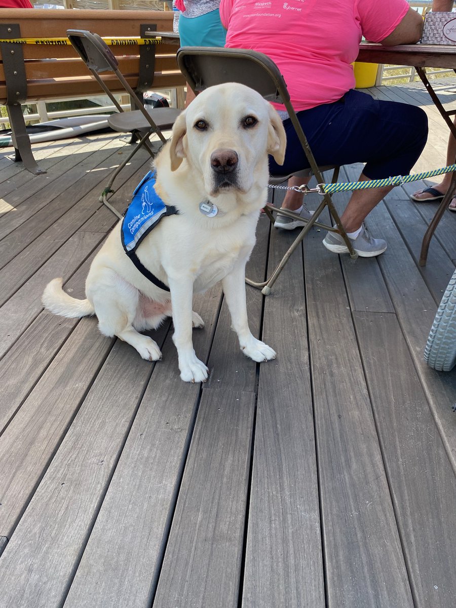 LizTreston's tweet photo. #IAmAPro @canineorg #GiveaDogaJob #lbny https://t.co/uThI6WB3cq