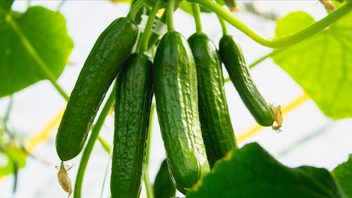 PureFlavor's tweet photo. Celebrate Canada’s National #OrganicWeek with us &amp; grab some of our Organic #MiniCucumbers on your next shopping trip. 

Our #CertifiedOrganic produce is grown using #sustainable growing practices— great for both you &amp; the #environment.

Learn more: https://t.co/0rnWVhd4WZ https://t.co/ezB6MXFlYr