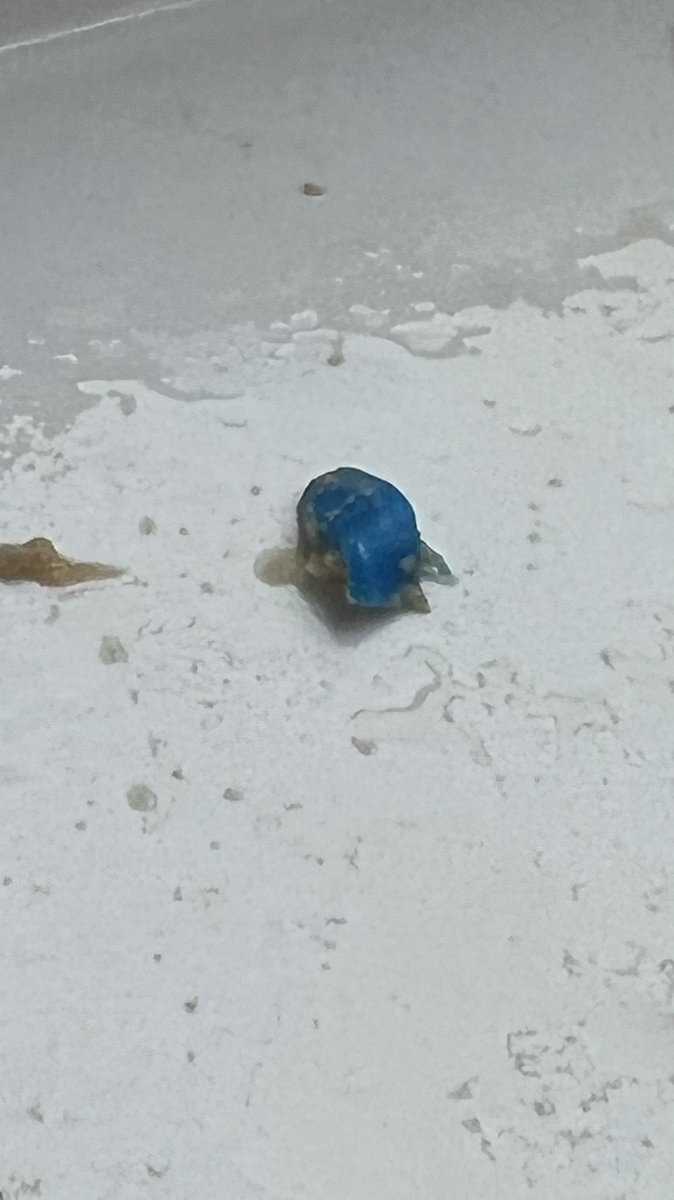 mr_chris_p's tweet photo. @BellaAndDuke second bit of plastic I’ve found in the last few weeks in my dogs food. I’ll try another brand hopefully with better quality control https://t.co/AL1ysPHSNK