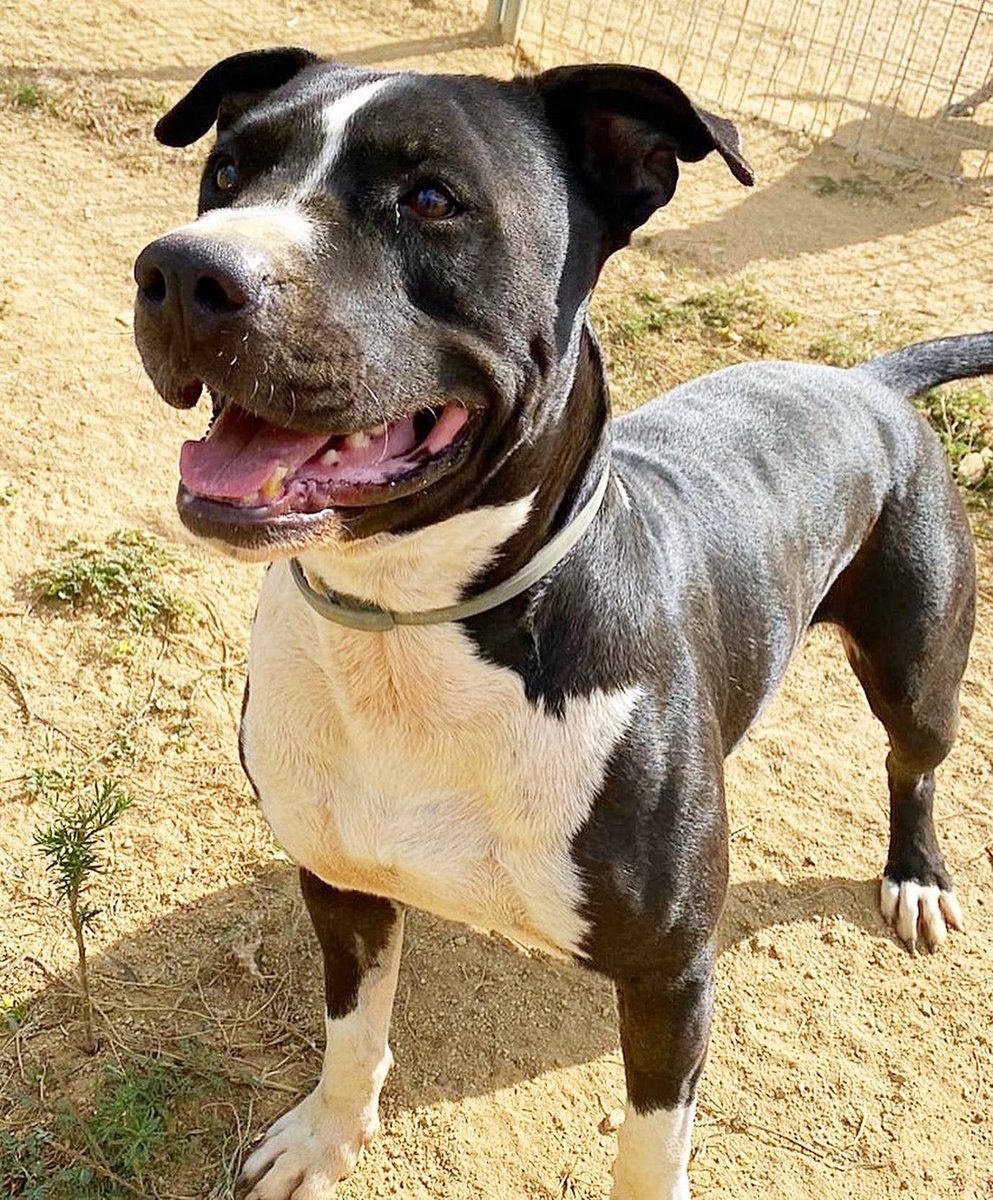 CaldesAnimal's tweet photo. Oku (1 año), sigue esperando su oportunidad 🙏 Es muy cariñoso con las personas,en los paseos no presenta problemas. Es reservado con otros perros, necesita buena presentación. ¿Le ayudamos a conseguirlo?
Caldes Animal -Barcelona 
T 666526181 
https://t.co/YOZy4CTSaG https://t.co/fXr77qAoMQ