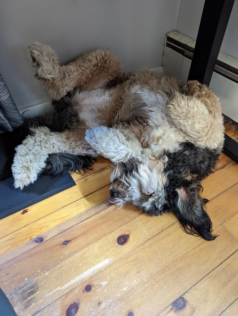 jordan_krogmann's tweet photo. Mrs. Crumpet went full pretzel #dog #dogs https://t.co/OljTnYrNGe