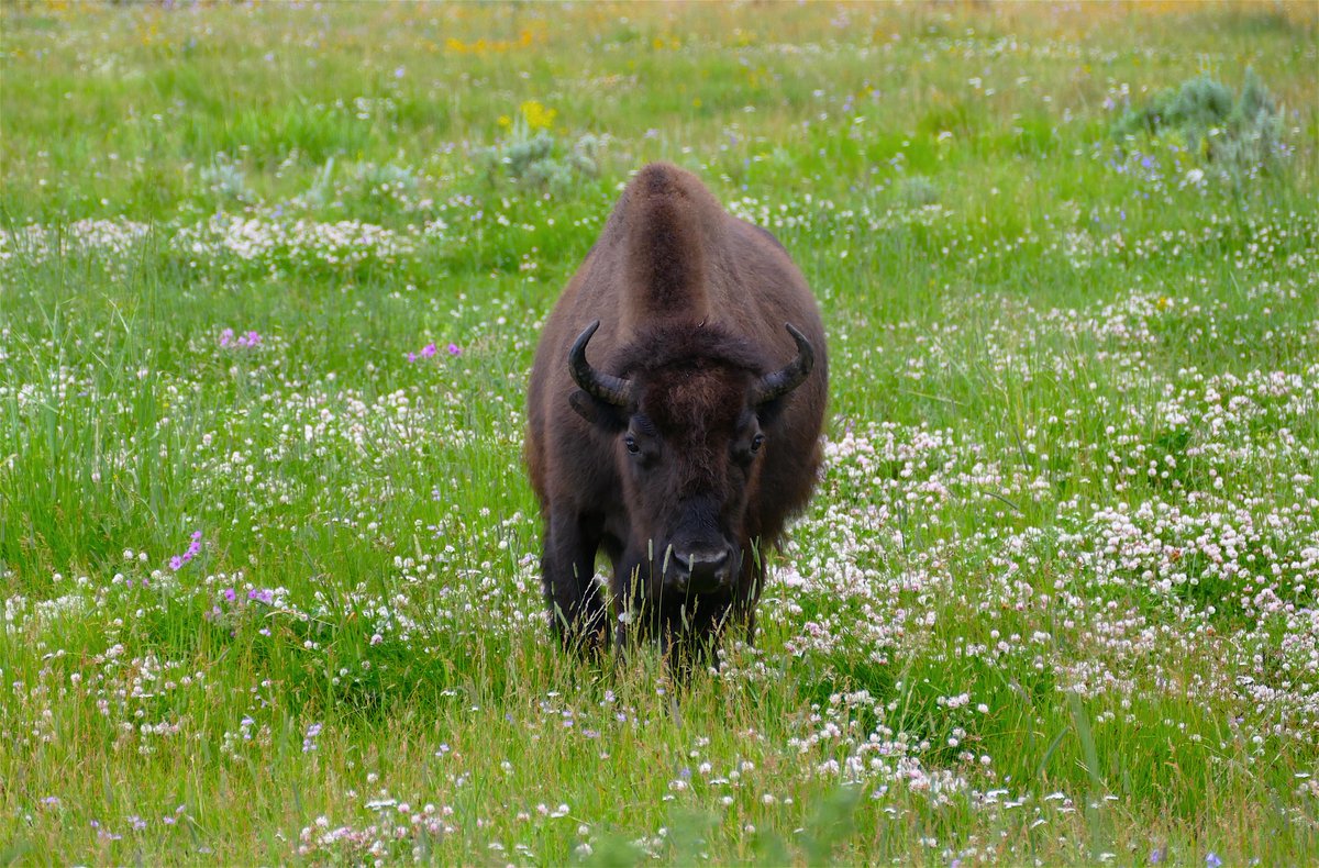 AltYelloNatPark's tweet photo. Something to remind you
It's a world worth saving https://t.co/zlLokIAWXZ