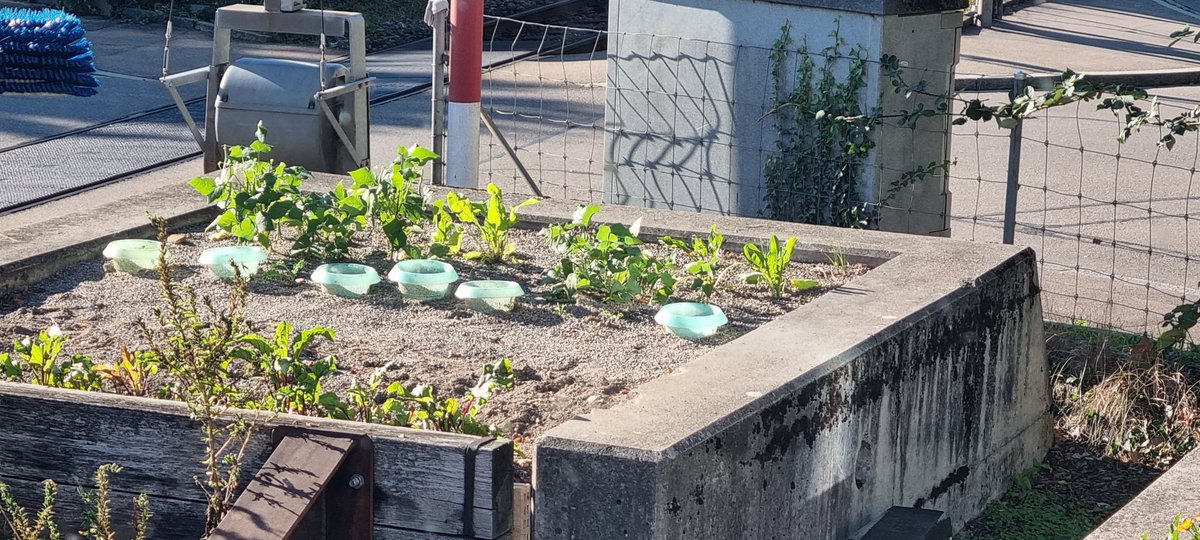 Bonsaiente_1's tweet photo. So geht urban gardening auch 😁

#urbangardening https://t.co/ZKy1bJELqW