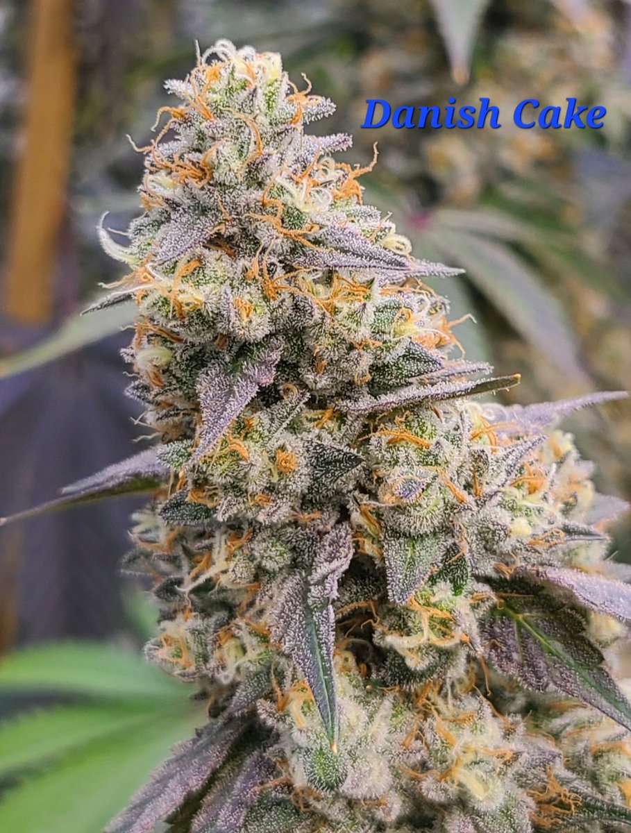 WickedGenetics's tweet photo. https://t.co/sN4m8khSTl