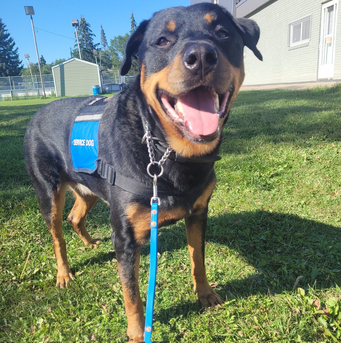 servicerotties's tweet image. I&apos;m so excited! I get to go to University in a few weeks! 
I&apos;ve been invited to woof to a class of future teachers about disabilities, accommodations and systemic ableism. Teachers have a profound effect on young humans and have the ability to make the future more inclusive!