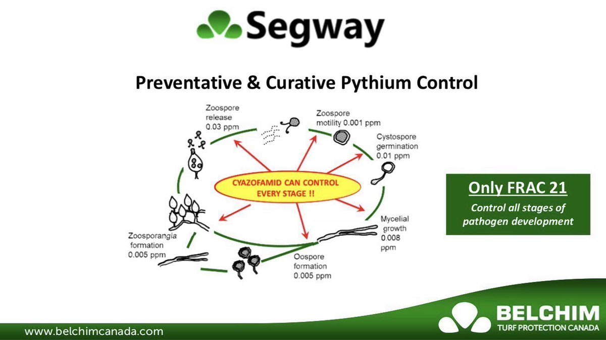 BelchimTurf's tweet photo. Control soilborne Pythium with an application of SEGWAY. Preventative and Curative control! https://t.co/VjdVFjE1z6
