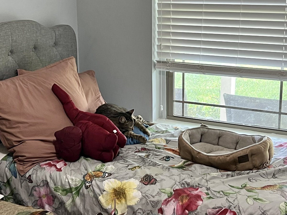 RGV_Cycling's tweet photo. Squishy and her buddy napping 😴 #cats #catsnapping #pets https://t.co/zTqurZv1Ja