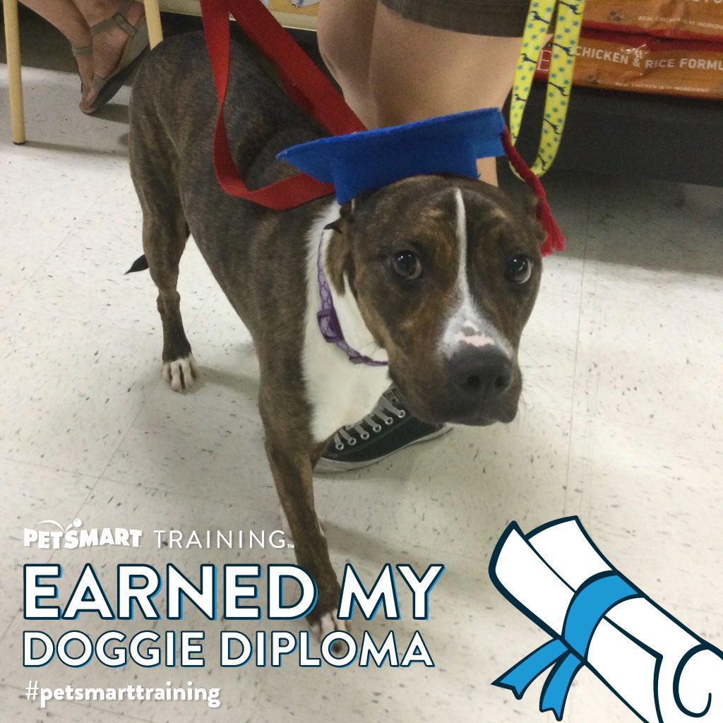 echointhesound's tweet photo. Lucky earning her doggie diploma was the highlight of the weekend! Sheβs a smartiful dog now. πΆ β€οΈ My brother would be proud his little girl got trainedπ #petsmarttraining https://t.co/dTgO7jBKYX