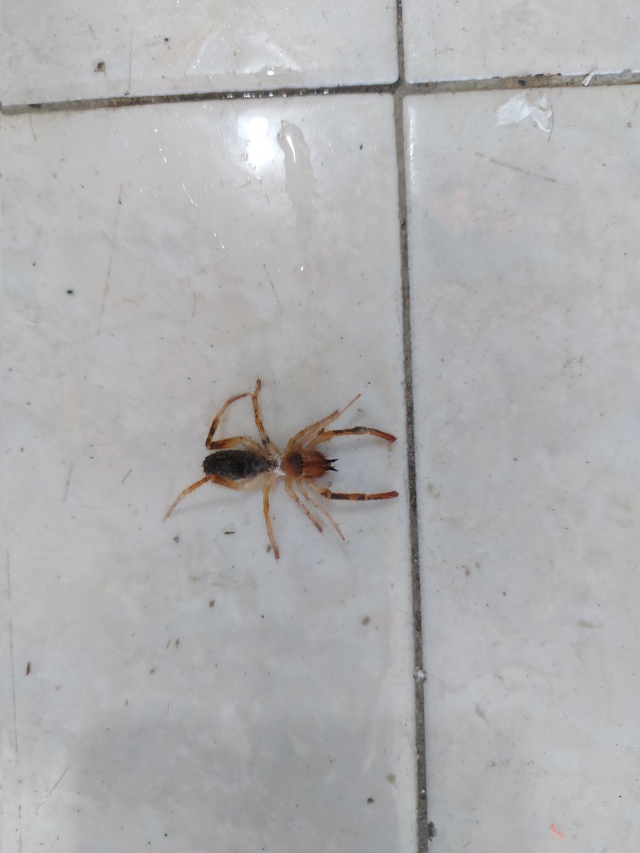 CarlosLoredoo's tweet photo. Hola @Arachno_Cosas, me encontre con esta araña en el trabajo, es de IM? https://t.co/fpqcBH60Cc