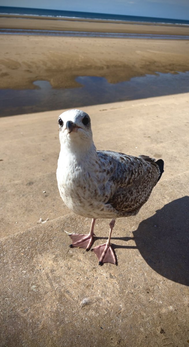 Is this bird a poser or what? #blackpool #beach #wildlife #bird #birdpose #poser