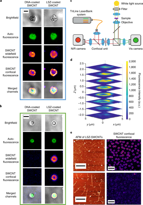 NatureNano's tweet photo. New content online: Carbon nanotube uptake in cyanobacteria for near-infrared imaging and enhanced bioelectricity generation in living photovoltaics https://t.co/DjEausskvC https://t.co/OVsqwbeavA