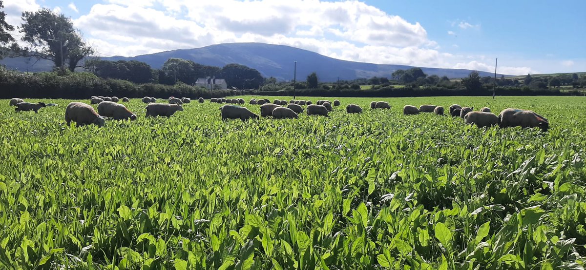 Jonny_H2018's tweet photo. Commercial multi-species reseed powering on 3, 5.5, &amp; 9 weeks post sowing on the home farm! @wearegerminal https://t.co/sBvp7XgJyn