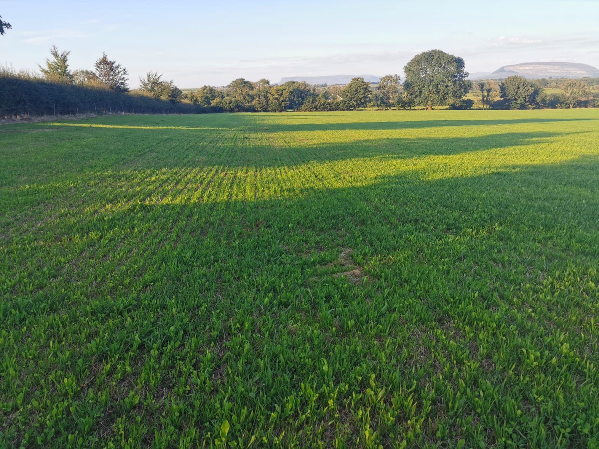 Jonny_H2018's tweet photo. Commercial multi-species reseed powering on 3, 5.5, &amp; 9 weeks post sowing on the home farm! @wearegerminal https://t.co/sBvp7XgJyn