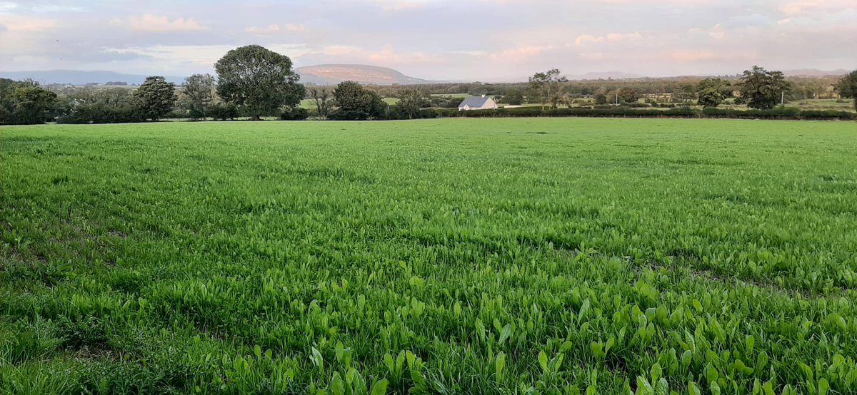Jonny_H2018's tweet photo. Commercial multi-species reseed powering on 3, 5.5, &amp; 9 weeks post sowing on the home farm! @wearegerminal https://t.co/sBvp7XgJyn