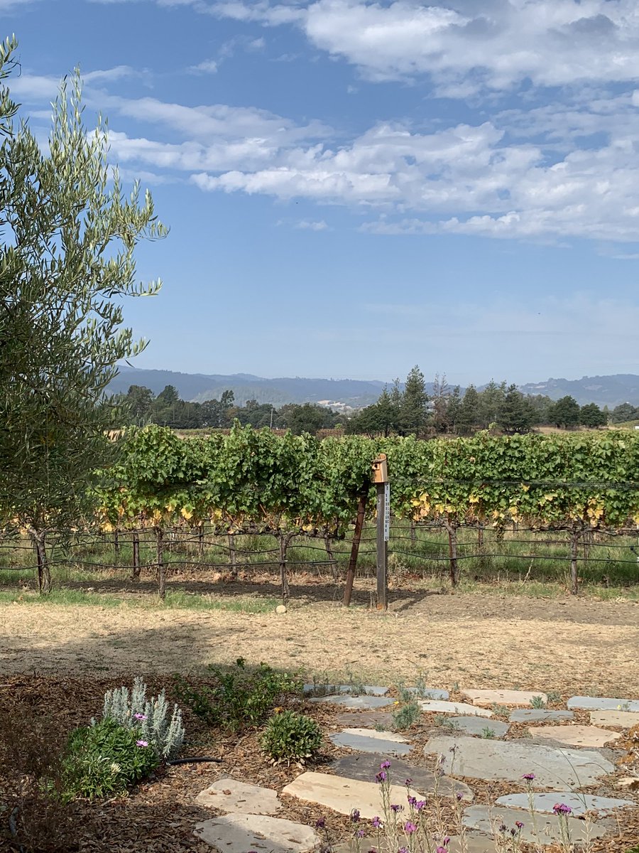 hlatham33's tweet photo. Tasting in the Russian River Valley today 🍷 https://t.co/cR4Z0sAMaq