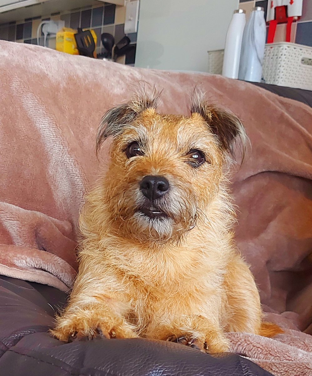 PEGGY🌈 NELLY AND BERTIE xxx tweet media