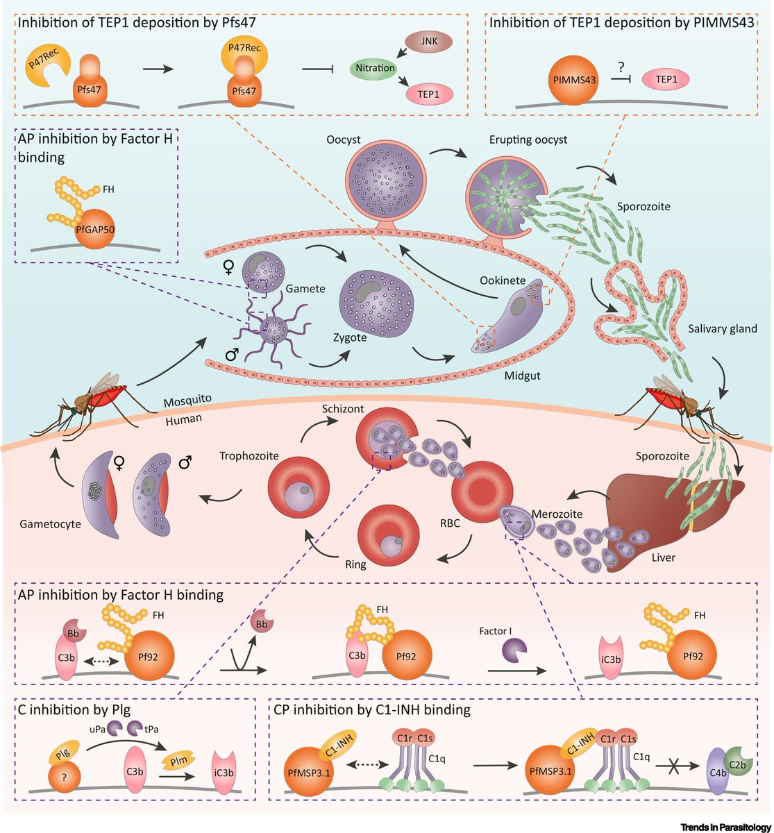 Trends in Parasitology (@trendsparasitol) on Twitter photo Drs <a href="/MaartjeInklaar/">Maartje Inklaar</a> Carolina Barillas-Mury & Matthijs Jore review the #evasive journey of the #malaria parasite in #human and #mosquito #complement systems. #Plasmodium #Anopheles #Immunity #Vaccine <a href="/radboudumc/">Radboudumc</a> <a href="/NIAIDNews/">NIAID News</a> <a href="/NIH/">NIH</a>
authors.elsevier.com/a/1fjRa5Eb1xBg… Drs <a href="/MaartjeInklaar/">Maartje Inklaar</a> Carolina Barillas-Mury & Matthijs Jore review the #evasive journey of the #malaria parasite in #human and #mosquito #complement systems. #Plasmodium #Anopheles #Immunity #Vaccine <a href="/radboudumc/">Radboudumc</a> <a href="/NIAIDNews/">NIAID News</a> <a href="/NIH/">NIH</a>
authors.elsevier.com/a/1fjRa5Eb1xBg…