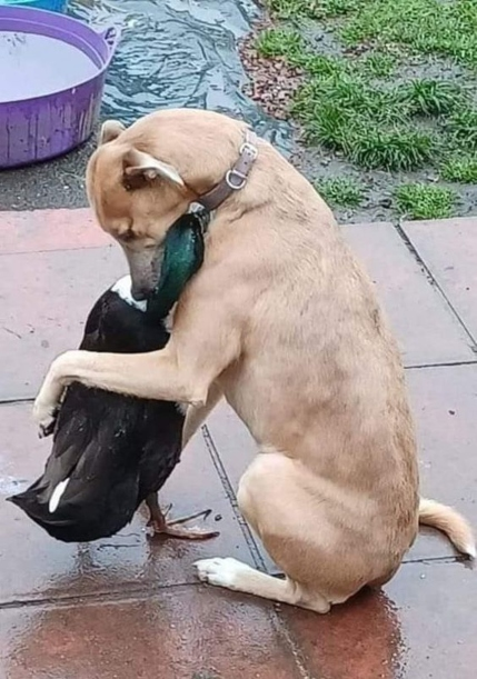 AlexandraHemmin's tweet photo. Another example of no boundaries for Love. One of Life's tender moments in the animal kingdom 💖💖💖💖💖💖💖💖💖💖💖💖💖💖💖💖💖💖💖💖💖💖💖💖 https://t.co/c23BpSLeeV