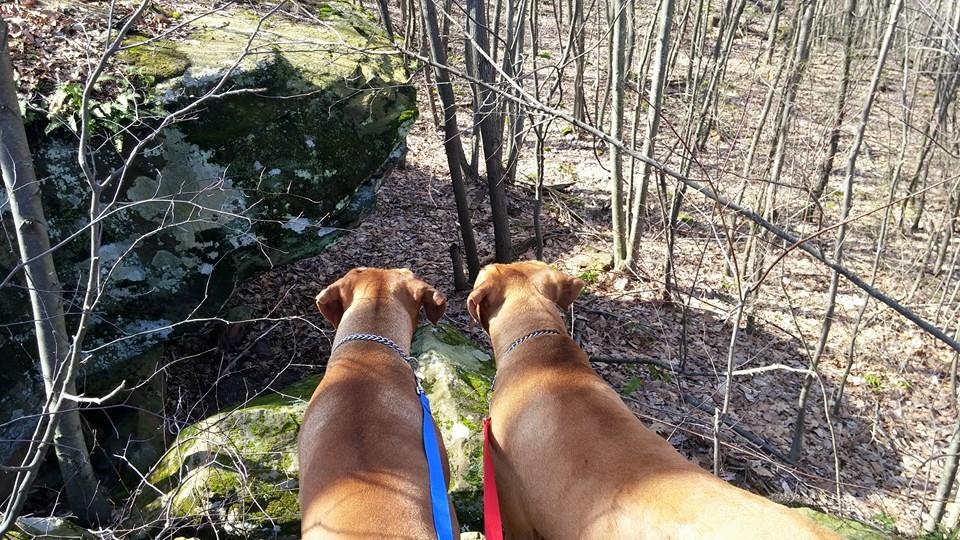 BillerForOhio's tweet photo. Those big bags of pet food at the food bank reminded me of my boys Red and Zander; they would eat that amount in 2 weeks. I wonder if the local @Cargill facility could help the Feeding Friends Food Bank and feed our furry friends. https://t.co/yE8NvUHkK2