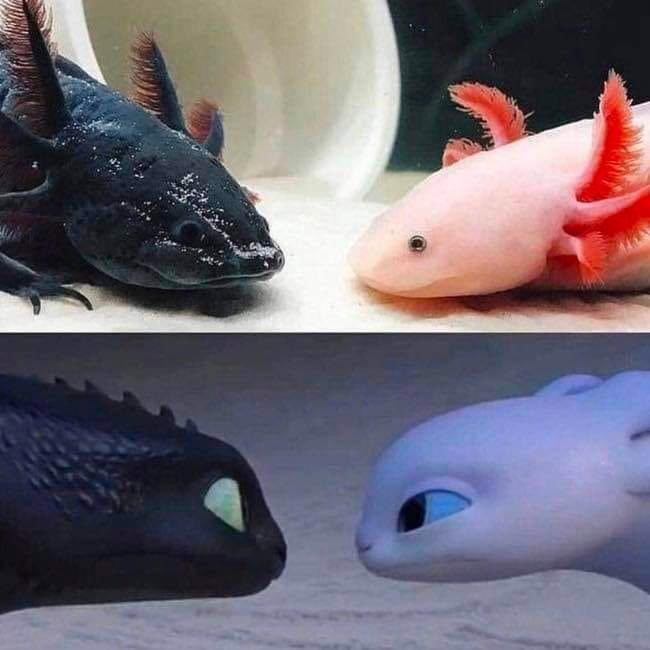 Similitudes en el reino animal...