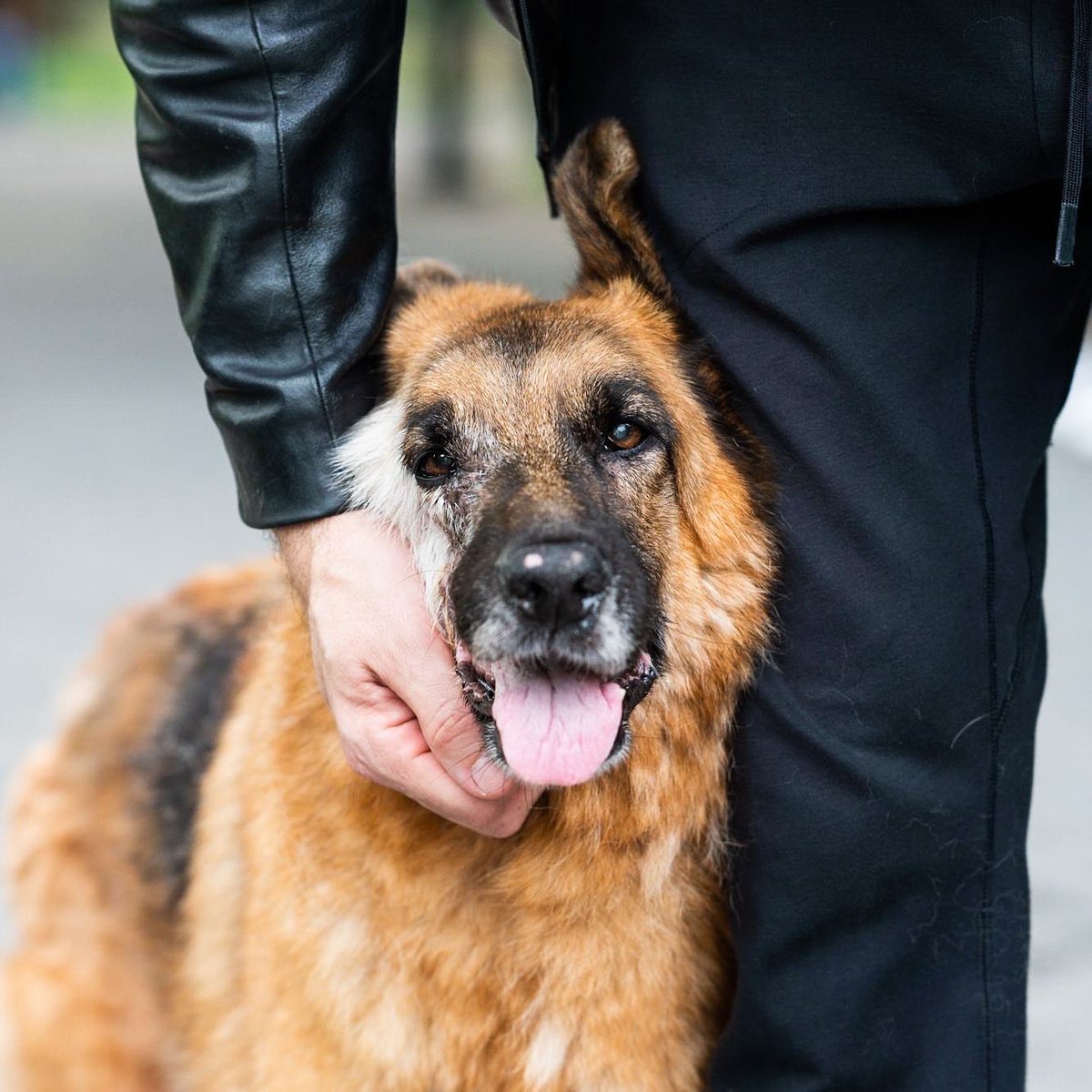 Nikki, German Shepherd (13 y/o), Washington Square Park, New York, NY • “I’ve had her for 11 years and she’s come to work with me every single day – all of my lectures and board meetings. She’s had cancer twice – she now has osteosarcoma on her face.”