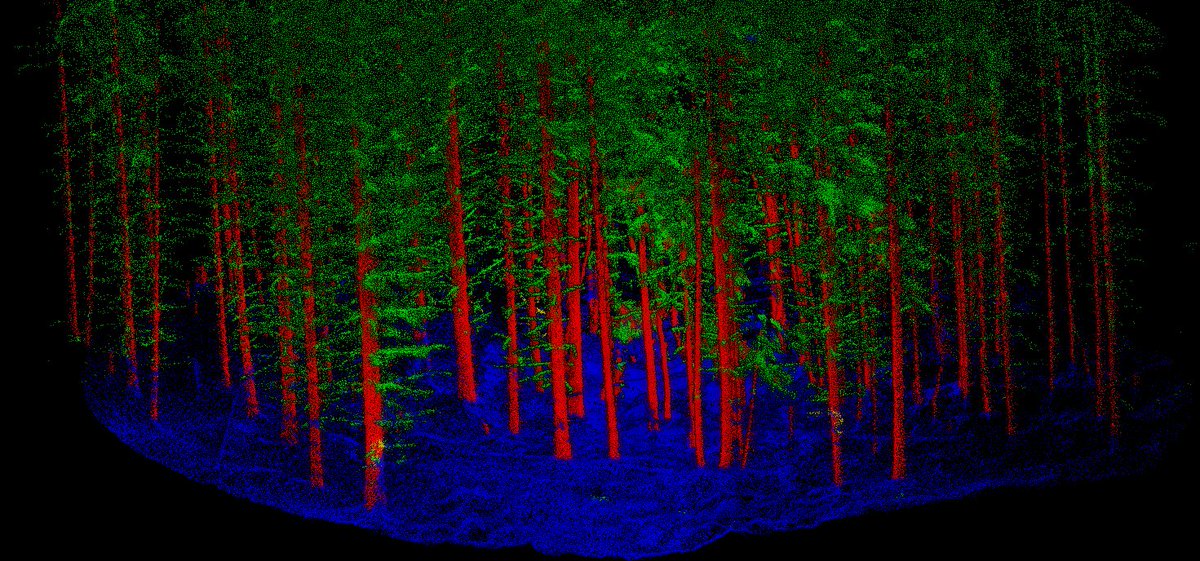 There is something mesmerizing about #pointclouds. When you then mix them with a bit of #deepLearning it gets to a whole new level! 
Here is a little taste of our #FSCTlite 🌲semantic segmentation model @SmartForest_SFI  for #TLS and #MLS @GeoSLAMLtd pointclouds! 
Looking ✨