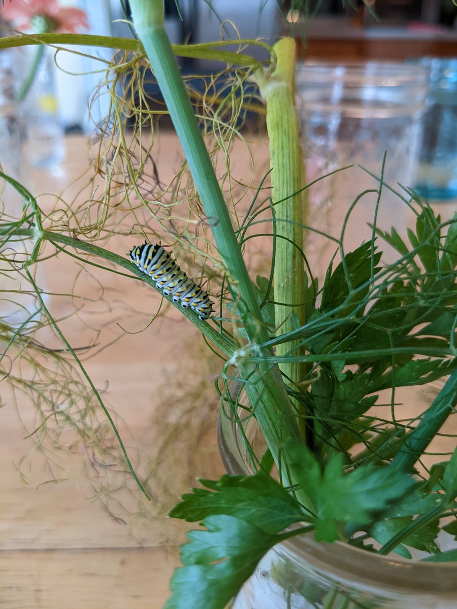 A big question I had - Butterflies are insects and such have 6 legs. If caterpillars are "baby" butterflies, why do they have so many legs? 

Guess what?! They do only have 6 legs (closest to the head). The other "legs" you see are called prolegs. <a href="/FSDVikings/">Farmingdale School</a>