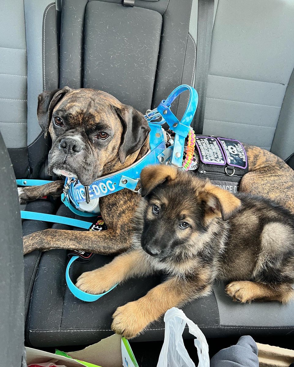 pandersloot's tweet photo. He’s 32 pounds at 15 weeks… I have a bad feeling about this. First pic is Stark at 8 weeks with Gunnar. Second pic is Stark at 15 weeks with Gunnar #gsd #GermanShepherd https://t.co/zMWCI0mxQ4