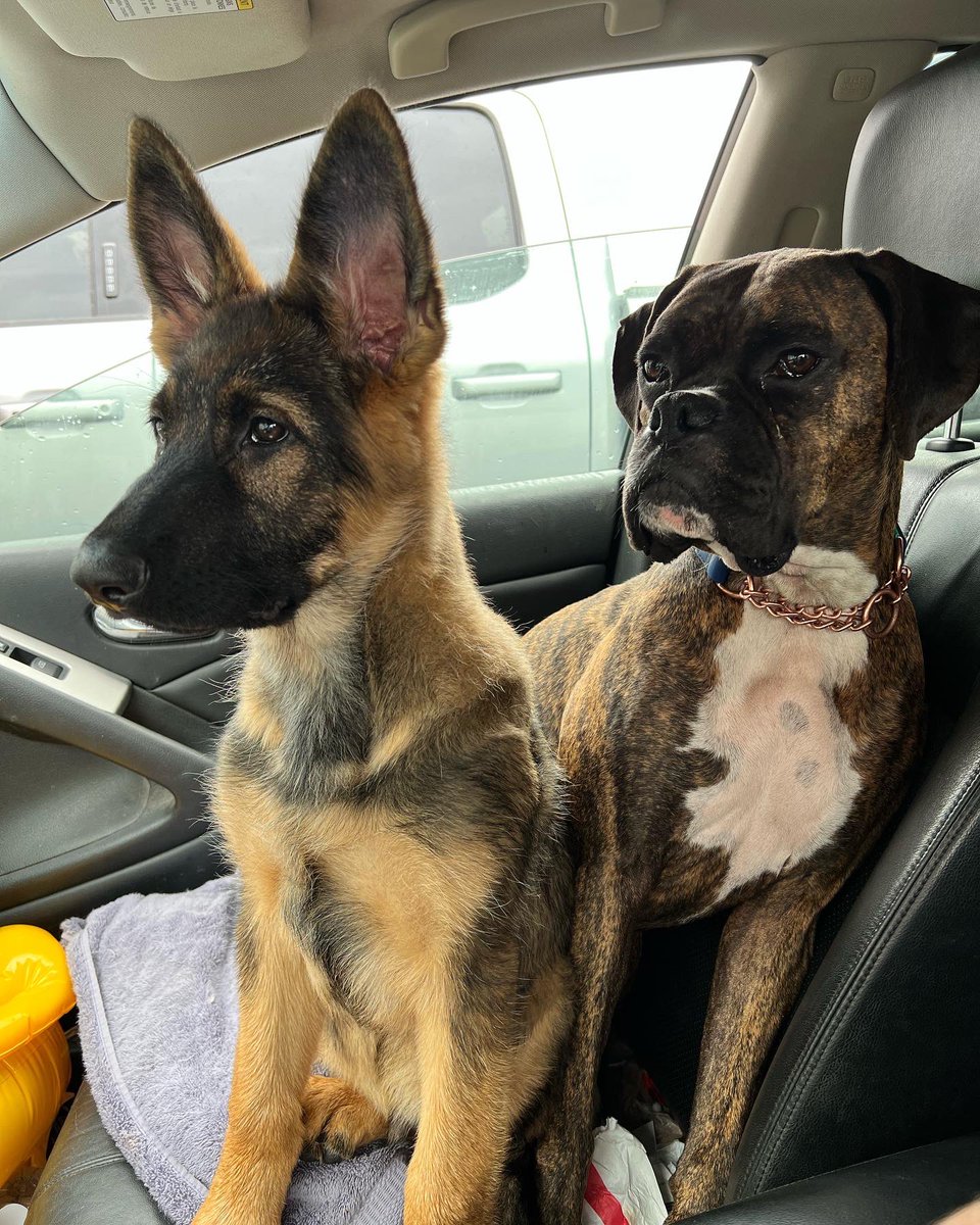 pandersloot's tweet photo. He’s 32 pounds at 15 weeks… I have a bad feeling about this. First pic is Stark at 8 weeks with Gunnar. Second pic is Stark at 15 weeks with Gunnar #gsd #GermanShepherd https://t.co/zMWCI0mxQ4