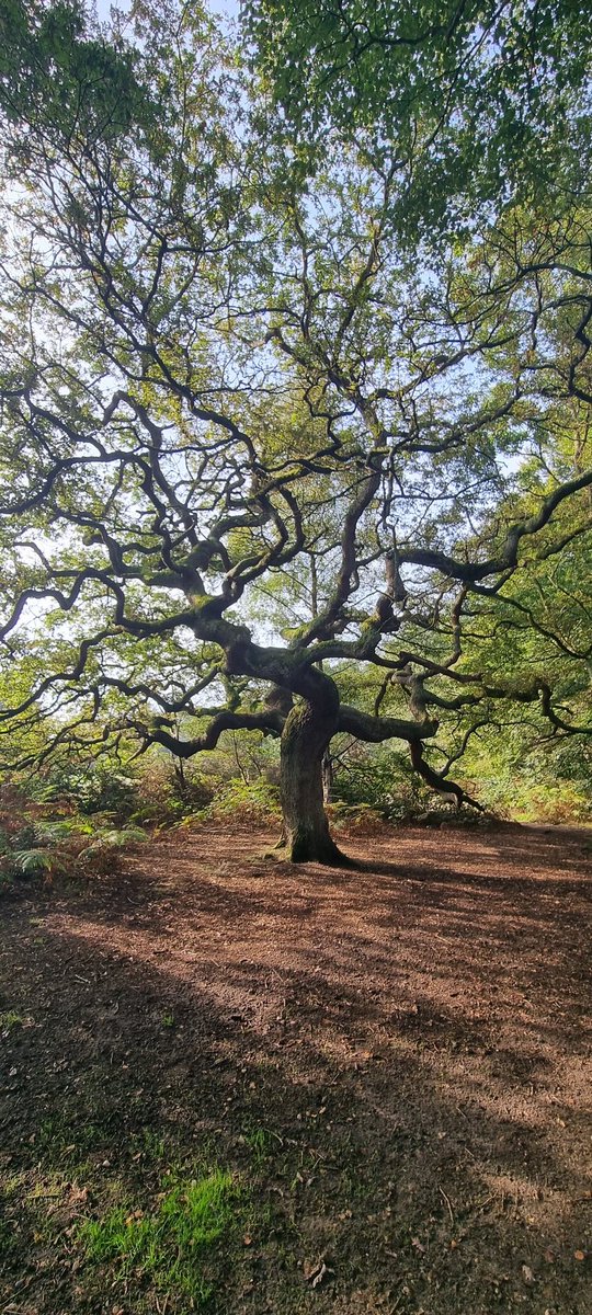 Vitalstatistix1's tweet photo. My new favourite tree! https://t.co/kwEDNPX9bS