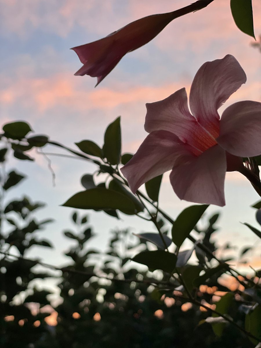 berger_bb's tweet photo. The lovely evening. 🌸 #now https://t.co/EE4sN3wC3B