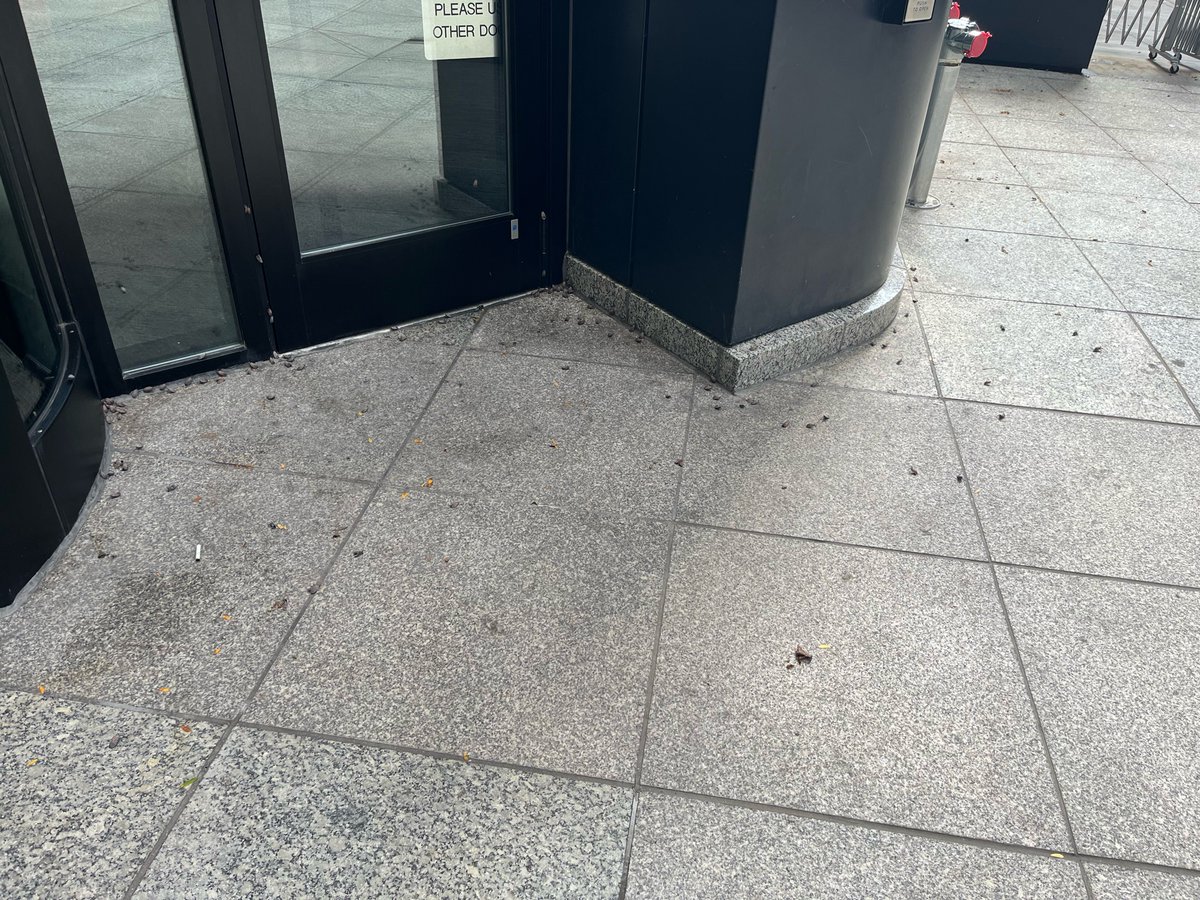 Yes sorry I can’t work for your company because of all the lantern flies