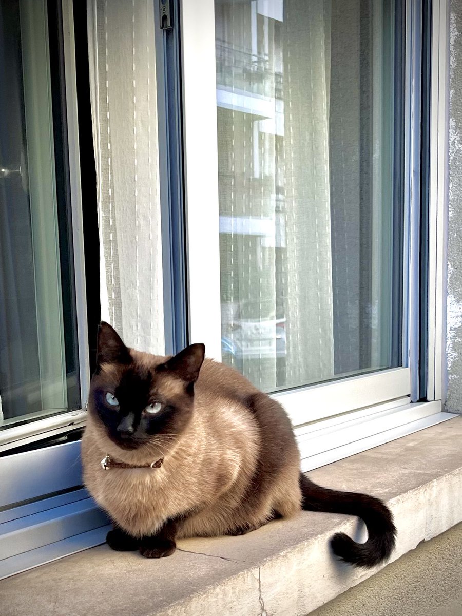 XtopherKo's tweet photo. This cat is always hanging out on the windowsill on my way to and from work.
#CatsOfParis https://t.co/1AC1sy6hzP