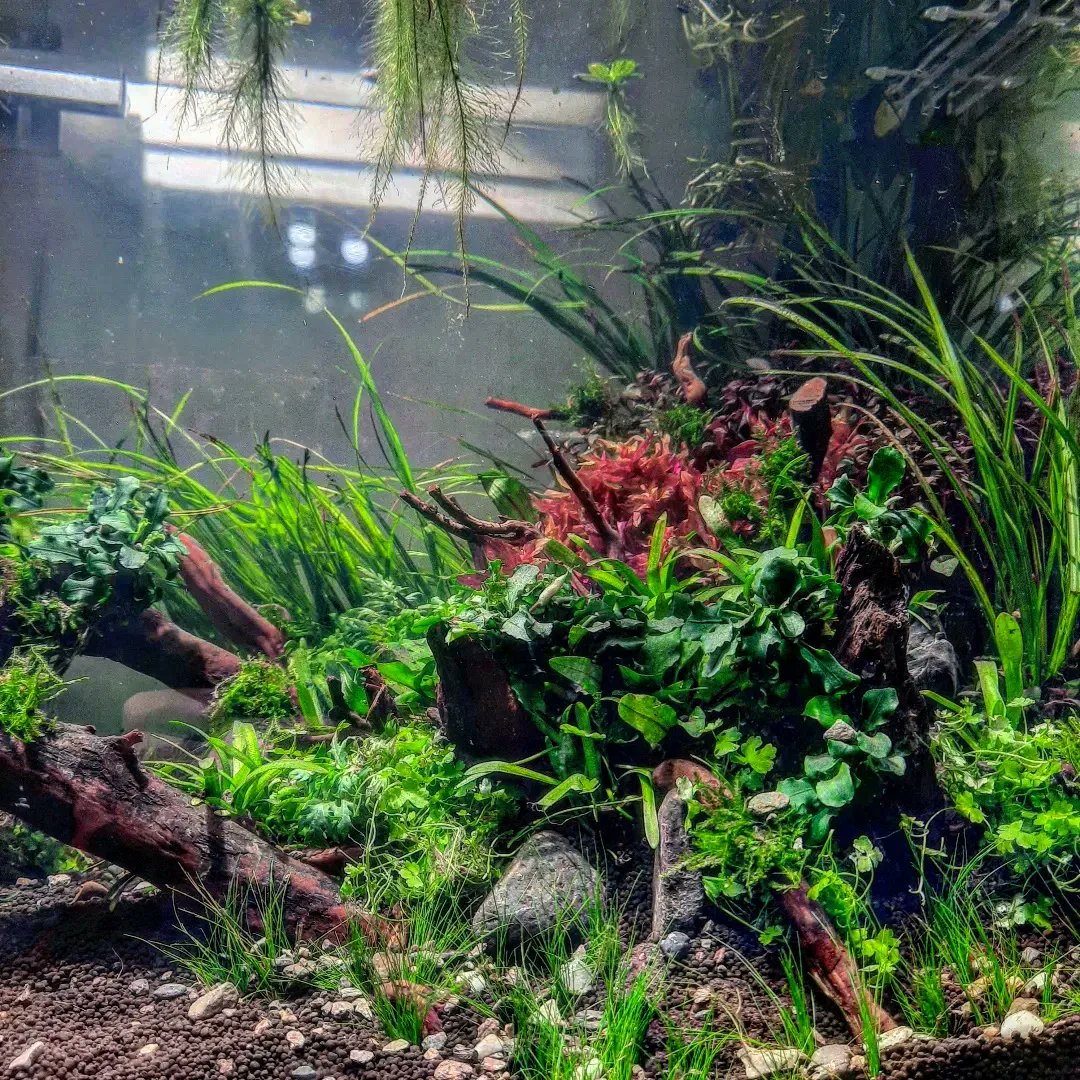 ShrimpMetaverse's tweet photo. #spirituallife #aquariumlife #aquariumhk #healing #spirituality https://t.co/IAM2wDNS46