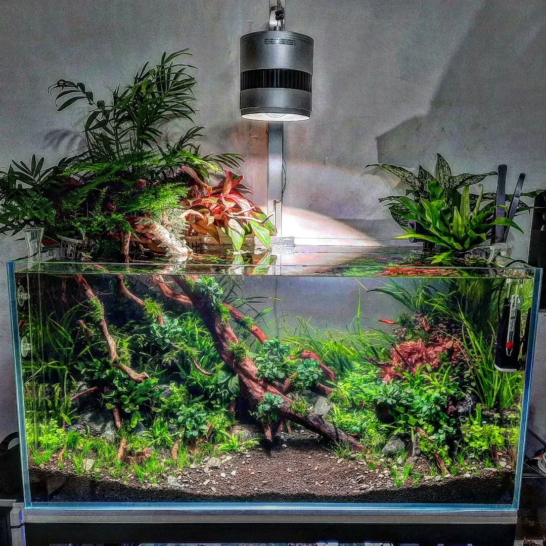 ShrimpMetaverse's tweet photo. #spirituallife #aquariumlife #aquariumhk #healing #spirituality https://t.co/IAM2wDNS46