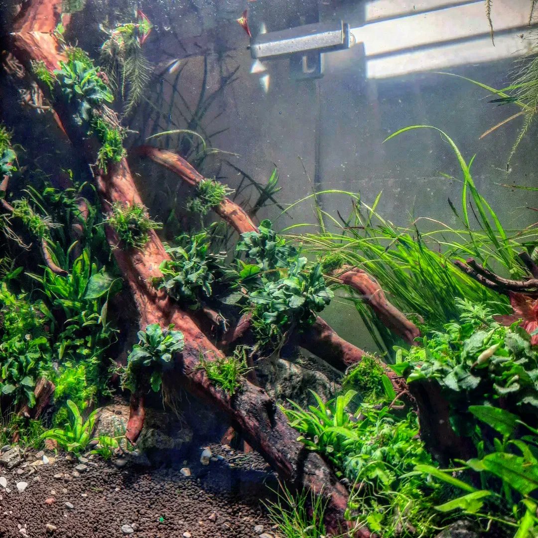 ShrimpMetaverse's tweet photo. #spirituallife #aquariumlife #aquariumhk #healing #spirituality https://t.co/IAM2wDNS46