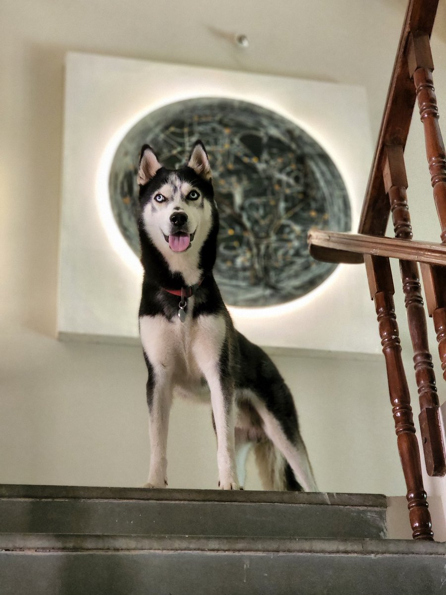 banschavda's tweet photo. I see you 

#life #art #husky #eyes https://t.co/XSleCsUXpA