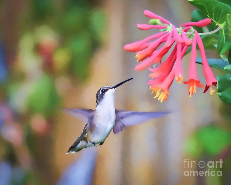 KerriFar's tweet photo. "Wake at dawn with a winged heart and give thanks for another day of loving." - Kahlil Gibran #quote - https://t.co/73VCkFSXPd ~ #HummingbirdMoments #NewRiverNature ~ https://t.co/jvKA1m7MZ3 https://t.co/59867D4h9Y