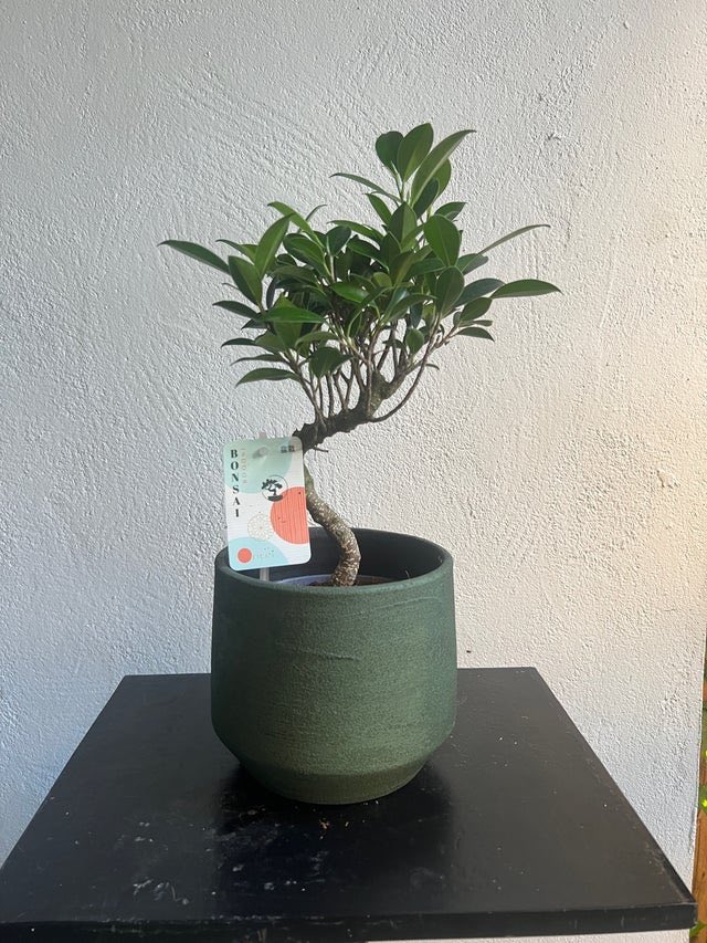 Vendo "Colección Bonsái " en #wallapop p.wallapop.com/i/822906097?_p…