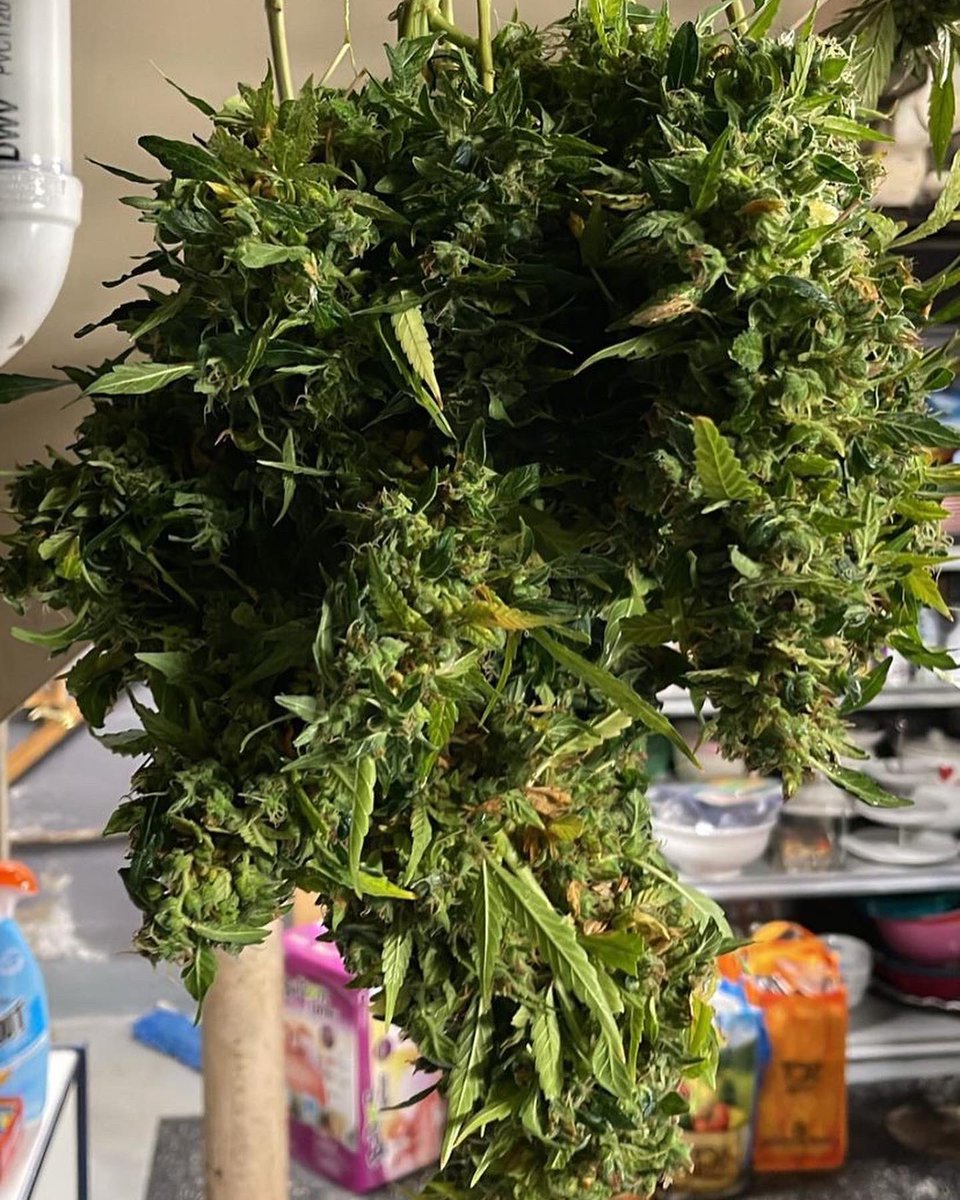 DRG_CraftCanna's tweet photo. Blueberry Skunk XL Auto Reg 13 Seeds Per Pack $35 Per Pack Plus Shipping
#blueberryskunkxl #autoreg #cannabis #cannabiscomunity https://t.co/6hzg1jyKGx