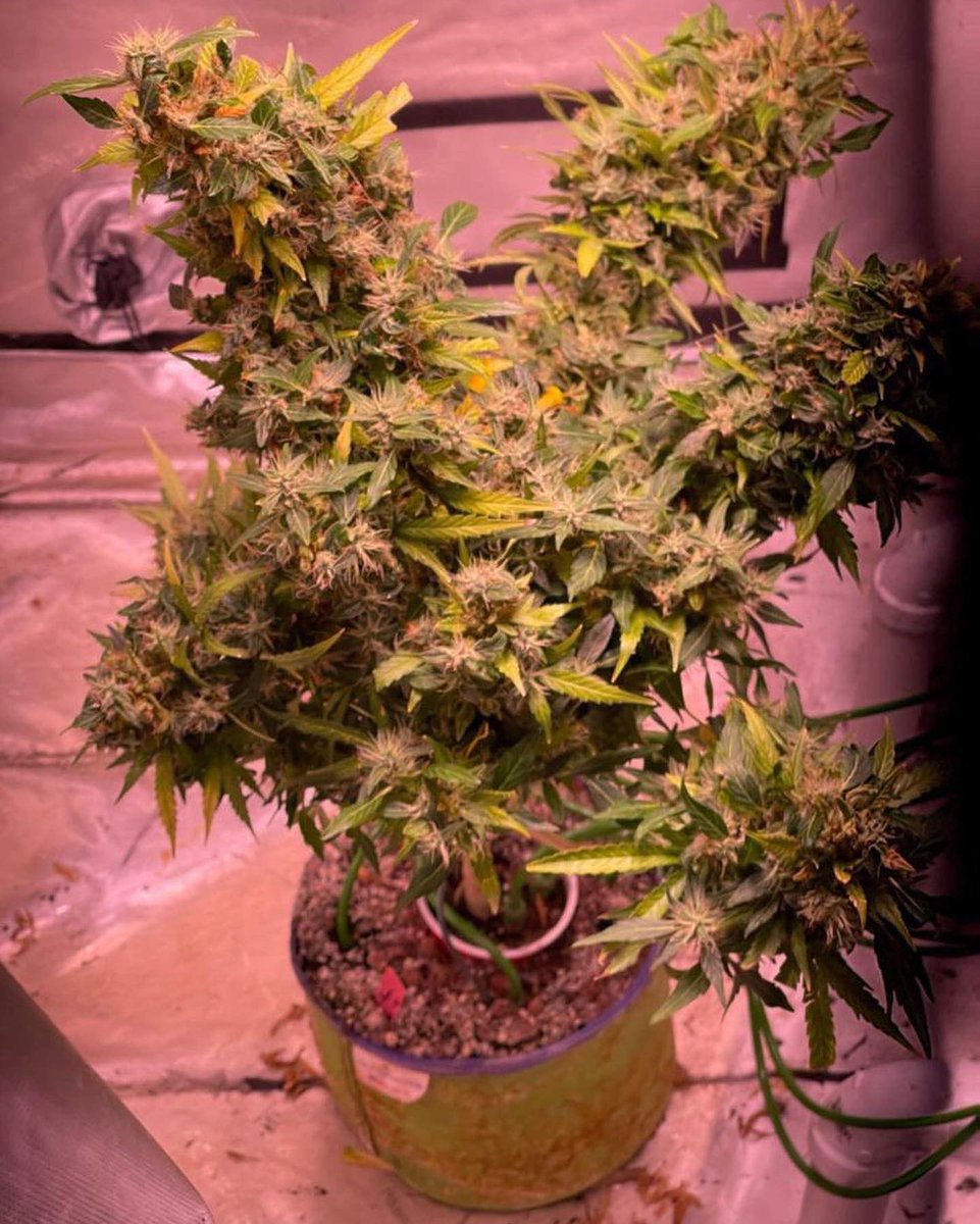 DRG_CraftCanna's tweet photo. Blueberry Skunk XL Auto Reg 13 Seeds Per Pack $35 Per Pack Plus Shipping
#blueberryskunkxl #autoreg #cannabis #cannabiscomunity https://t.co/6hzg1jyKGx