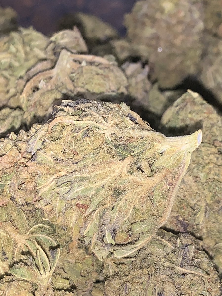 Cannabis Church USA Los Angeles