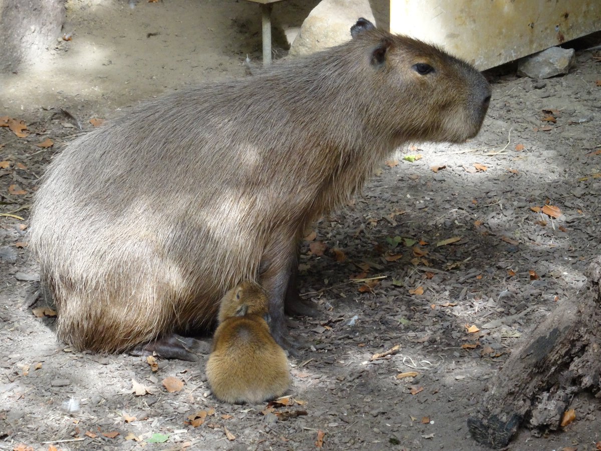 Joschua Knüppe on Twitter: "Baby capybara! Also the otters were one of
