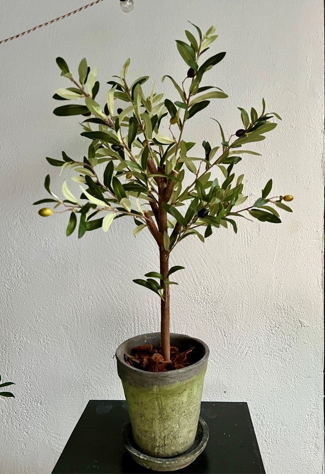 Vendo "Olivo natural/artificial " en #wallapop p.wallapop.com/i/822911170?_p…