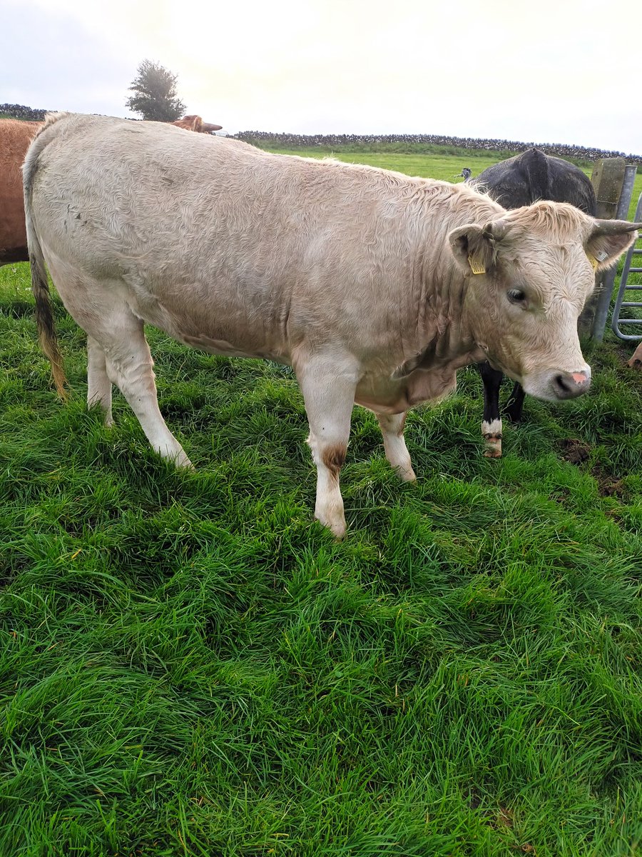 deadweightfarm's tweet photo. White heifer 16 months old out of loki  (CH4159)  547kgs liveweight died 310kgs U=3=  56.75% killout €1596. Orange heifer 15 months old out of pinoichinno (PIO) 566kgs liveweight died 316kgs R+4- 56 % killout €1591. hight fat cover with no meal.@doveagenetics https://t.co/EKHk13kYFO