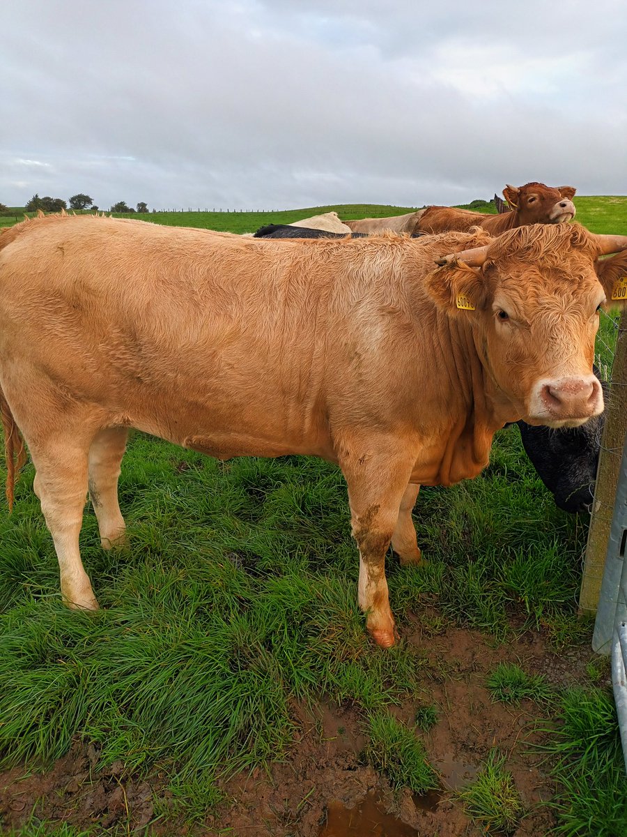 deadweightfarm's tweet photo. White heifer 16 months old out of loki  (CH4159)  547kgs liveweight died 310kgs U=3=  56.75% killout €1596. Orange heifer 15 months old out of pinoichinno (PIO) 566kgs liveweight died 316kgs R+4- 56 % killout €1591. hight fat cover with no meal.@doveagenetics https://t.co/EKHk13kYFO