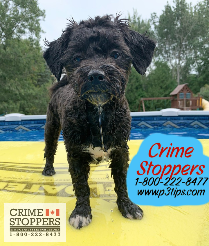 Crime Stoppers SDM on Twitter "Crime Stoppers is here waiting to take