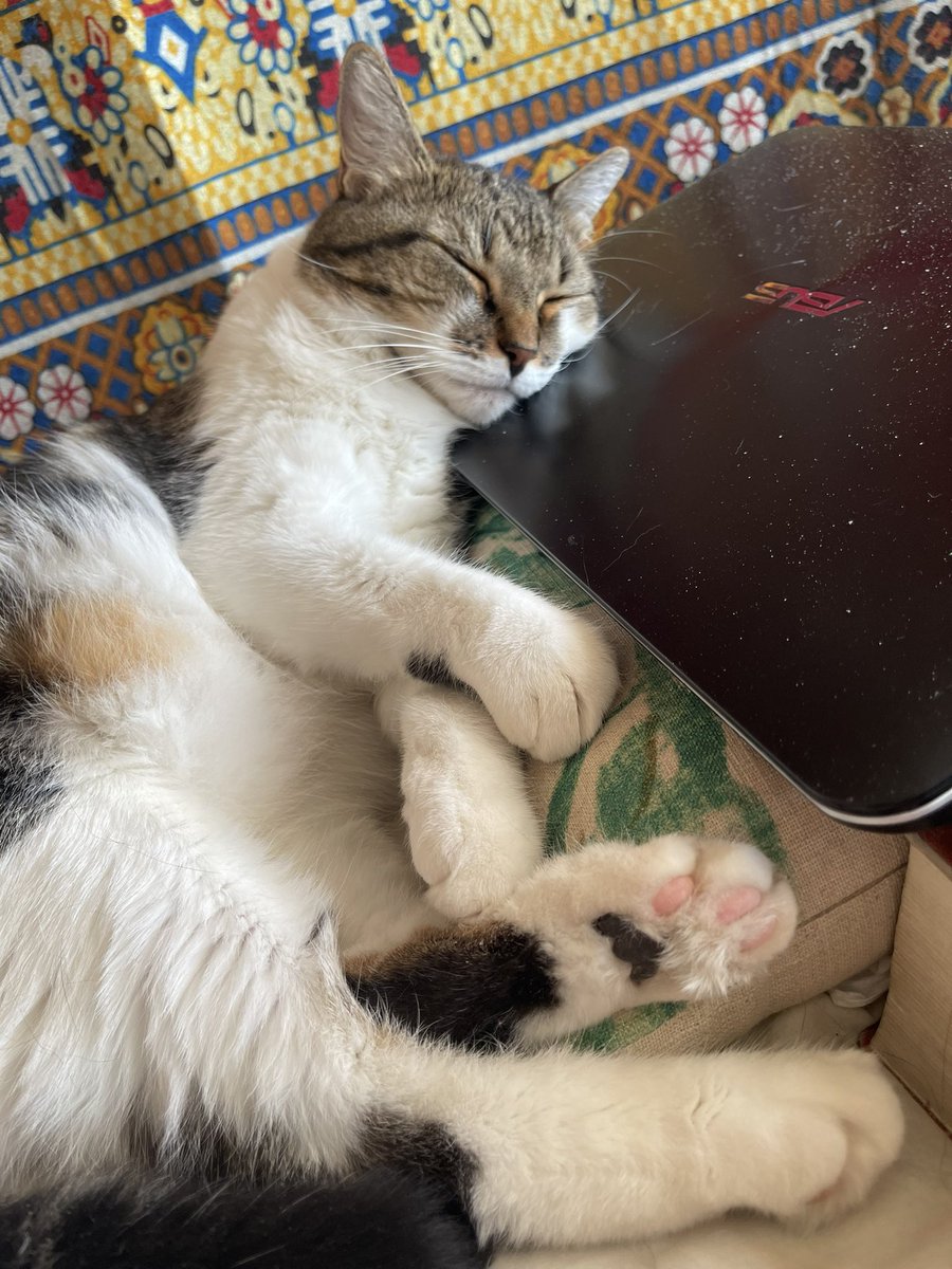 bravestages's tweet photo. The boss is running diagnostics on my laptop so Iβm on a break
#catsofinstagram #Robcat #remotejobs #Caturday #cats #adhdceo https://t.co/g9azEbK2nm